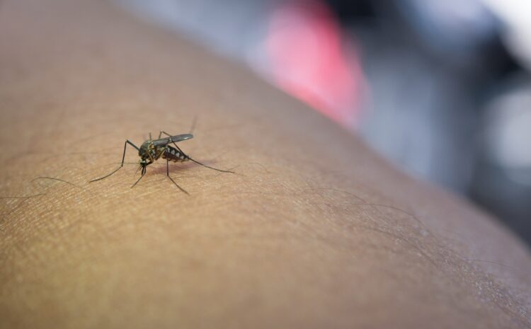 How to Identify Malaria Symptoms Early and Get Quick Treatment with an HMO Plan
